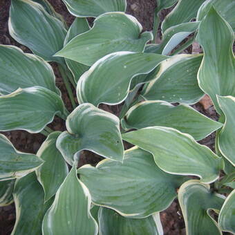 Funkia 'Hosta' Regal Splendor