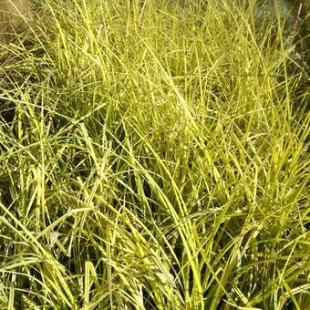 Trawa 'Carex' Elata Browles