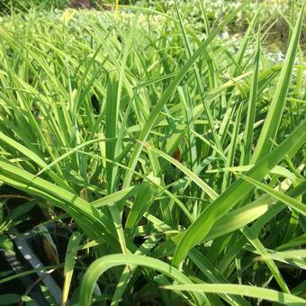 Trawa ' Hakonechloa' Indigo