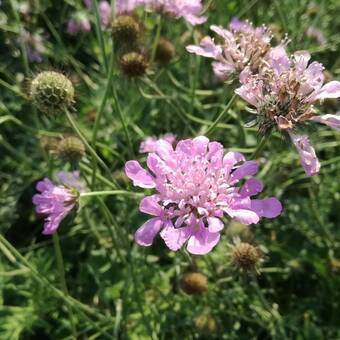 Driakiew Japońska 'Scabiosa' Pink