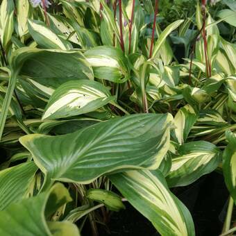 Funkia 'Hosta' Cherry Berry