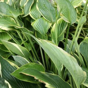 Funkia 'Hosta' Aureo Marginata