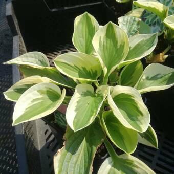 Funkia 'Hosta' Brim Cup