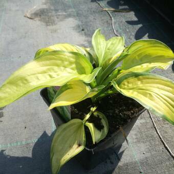 Funkia 'Hosta' Stained Glass