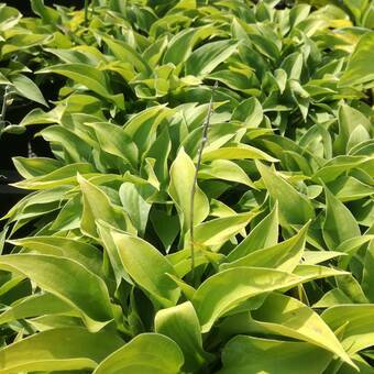 Funkia 'Hosta' Pacyfik Blue Edge