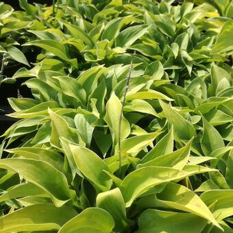 Funkia 'Hosta' Pacyfik Blue Edge