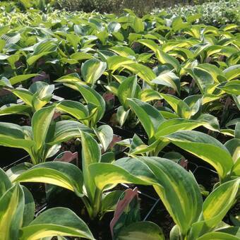 Funkia 'Hosta'  Dream Queen