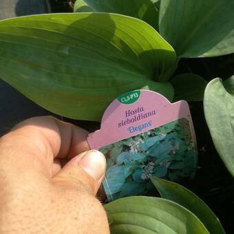 Funkia 'Hosta' Elegans