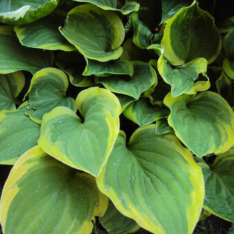 Funkia 'Hosta' Minuteman