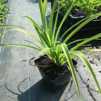 Liliowiec 'Hemerocallis' Three Tears