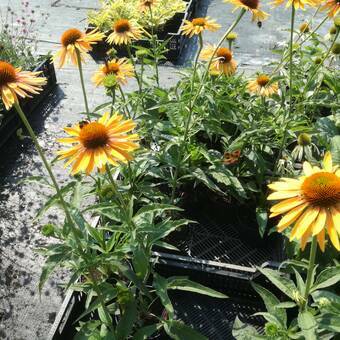 Jeżówka 'Echinacea'  Big Kahuna