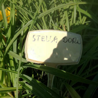 Liliowiec 'Hemerocallis' Stella Doro