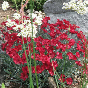 Goździk 'Dianthus' Czerwony 
