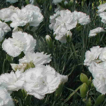 Goździk 'Dianthus' Biały