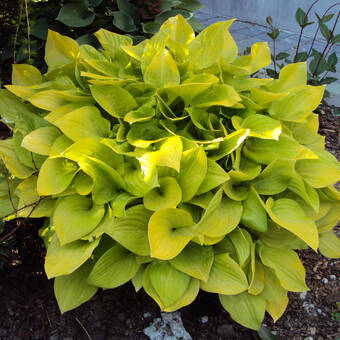 Funkia 'Hosta' Żółta