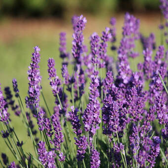 Lawenda 'Lavandula' Elegance Purple