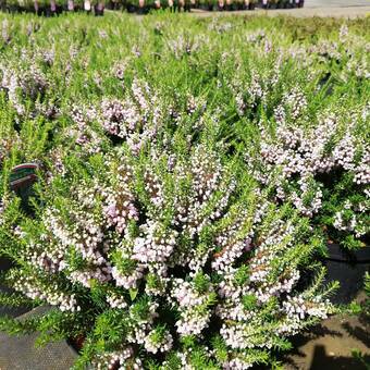 Wrzosiec Bagienny 'erica teralix' Golden Pink