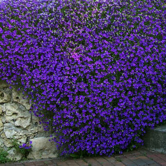 Żagwin 'Aubrieta cultorum'