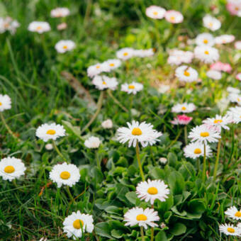  Stokrotka 'Bellis perennis' Ogrodowa