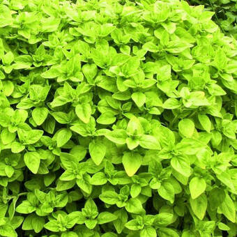  Oregano  'Origanum vulgare' Żólte