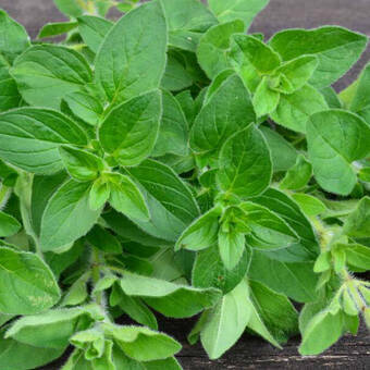 Oregano 'Origanum vulgare'