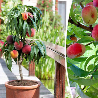 Brzoskwinia  'Prunus persica' Mini 'Saturn'  