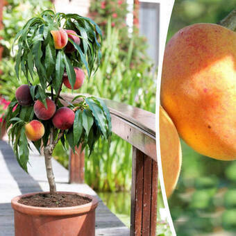 Brzoskwinia  'Prunus persica' Mini 'Reliance'   
