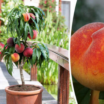 Brzoskwinia  'Prunus persica' Mini 'Iskra'   ( 
