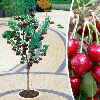 Wiśnia 'Cerasus' Mini 'Nadwiślanki'  