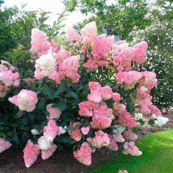 Hortensja Bukietowa 'Hydrangea panikulata' Vanilia Fraise Melba