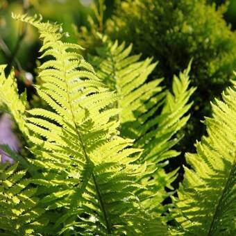  Paproć 'Athyrium filix-femina'  Wietlica Samicza