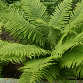  Paproć 'Polypodium vulgare '  Paproć Zwyczajna