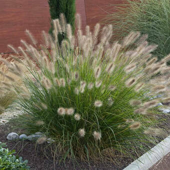 Rozplenica 'Pennisetum Alopecuroides' Little Banny