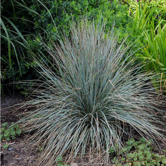 Trawa 'Helictotrichon sempervirens' Owies wiecznie zielony