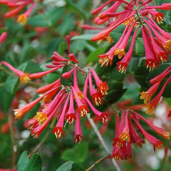 Wiciokrzew 'Lonicera' Purpurea Zimozielony