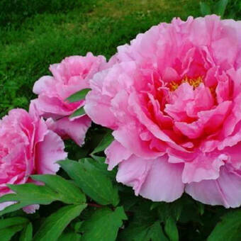 Piwonia Drzewiasta 'Paeonia suffruticosa' Różowa