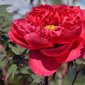 Piwonia Drzewiasta 'Paeonia suffruticosa' Czerwona