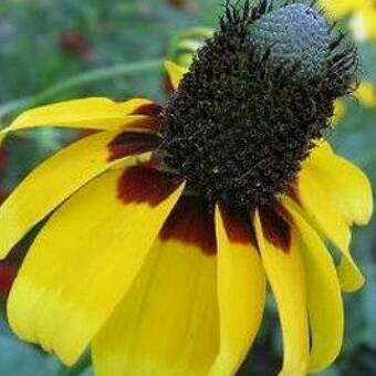 Rudbekia 'Rudbeckia' Maxima