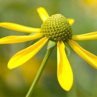 Rudbekia 'Rudbeckia' Nitida