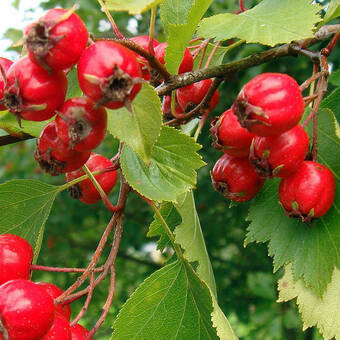 Głóg Jadalny 'Crataegus' Strzępolistny