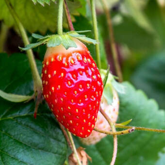 Poziomka 'Fragaria vesca L' Regina