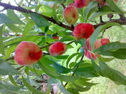  Brzoskwinia karłowa 'prunus persica' Saturn  - zdjęcie duże 1