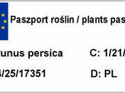  Brzoskwinia karłowa 'prunus persica' Inka  - zdjęcie duże 2