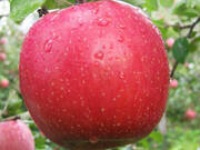  Jabłoń karłowa 'Malus domestica' Szampion  - zdjęcie duże 1