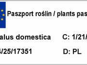  Jabłoń karłowa 'Malus domestica' Mutsu  - zdjęcie duże 1