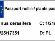  Śliwa karłowa 'Prunus armeniaca' Bluefree  - zdjęcie duże 2