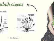  Hortensja Bukietowa 'Hydrangea panikulata' Truskawkowa  - zdjęcie duże 3