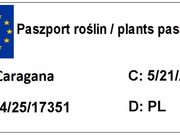  Karagana Na Pniu 'Caragana arborescens'   - zdjęcie duże 1