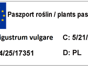  Liguster Pospolity 'Ligustrum vulgare'   - zdjęcie duże 1