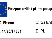  Rabarbar  'Rheum' Wiśniowy  - zdjęcie duże 1